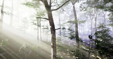 Sunlight filtering through trees in a serene forest during morning hours video