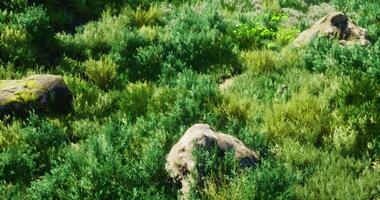 Lush green vegetation with rocks in a serene natural setting video