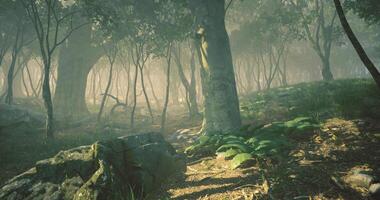 dimmig skog väg med mjuk solljus filtrering genom träd video