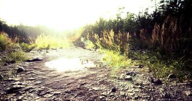 Sunlight illuminating a serene nature path in the wilderness video