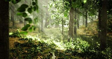 Sunlight filtering through trees in a serene forest landscape video
