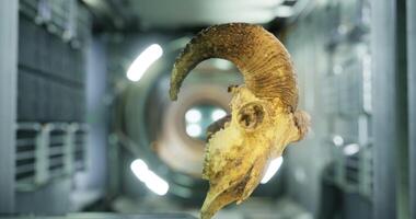 Ram skull in zero gravity on the ISS during a unique experiment video