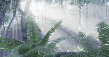 Lush greenery illuminated by sunlight in a misty tropical forest video