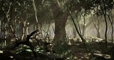 Mysterious forest landscape with sunlight filtering through trees video