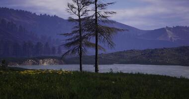 Serene landscape with trees and a calm lake at twilight in nature video