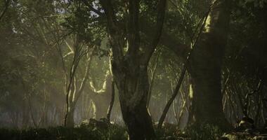 Exploring a misty forest filled with ancient trees and soft light video