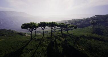 Lush green landscape with tall trees casting long shadows in the afternoon video