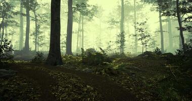 Mystical forest path shrouded in mist during early morning hours video