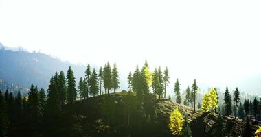 Scenic view of lush trees illuminated by sunlight in a serene landscape video