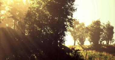 Sunlight filters through trees in a serene forest during morning hours video