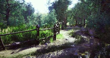 Lush forest pathway along a wooden fence under bright sunlight in serene nature video