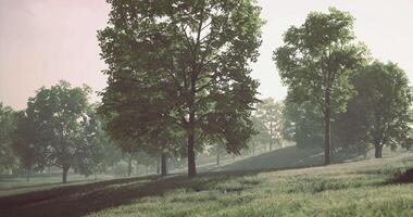 Lush green landscape with trees under soft morning light in a serene setting video