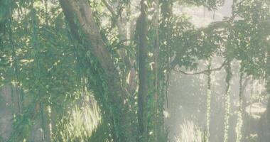 Lush green tree surrounded by mist in a serene forest setting video