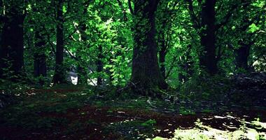 Lush green forest with sunlight filtering through tree leaves in daytime video