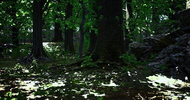Lush green forest with sunlight filtering through trees in a tranquil setting video