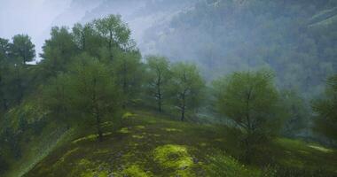 Lush green landscape with misty hills and trees in early morning light video