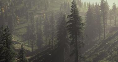 Lush green forest with towering pine trees under golden sunlight in autumn video