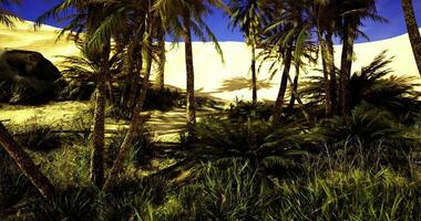 Oasis with palm trees and desert backdrop under clear blue sky video