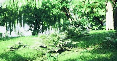 Lush ferns and vibrant plants by a serene water source video