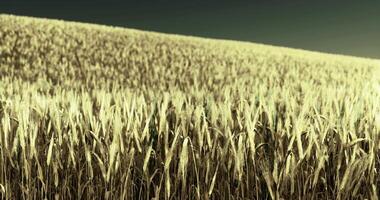 Golden wheat field swaying in gentle breeze during late afternoon light video