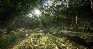 Lush forest with sunlight filtering through trees during midday video