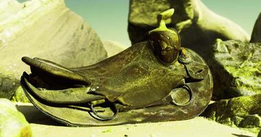Artistic composition of leather objects resembling sea creatures on sandy shore video
