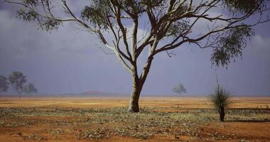 Desolate landscape featuring a lone tree under an expansive sky video