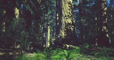 Majestic trees and lush ferns in a serene forest setting during daytime video