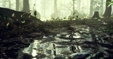 Sunlight filters through trees in lush forest revealing a muddy path video