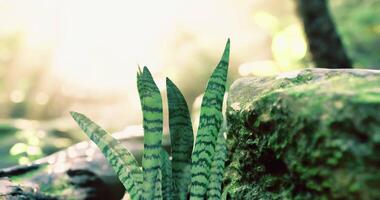 Lush greenery with sansevieria plants near stone in tranquil setting video