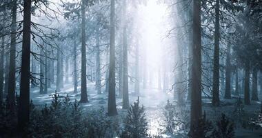 Forest landscape illuminated by soft light during winter season video