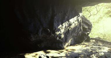 Sunlight filtering through trees into a serene forest cave environment video