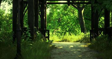 Lush pathway through a green forest with wooden framework in daylight video