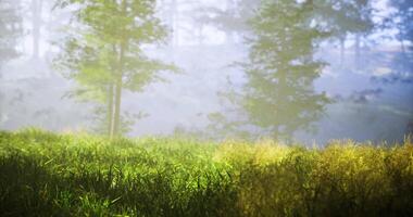 Morning sunlight filters through mist over a serene green meadow video