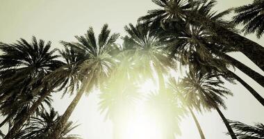 Palm trees reaching towards bright sunlight in tropical setting video