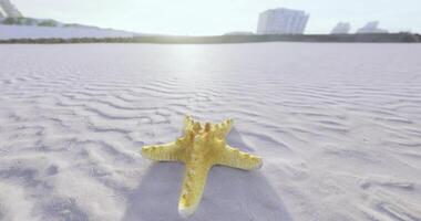Starfish resting on a sandy beach near the ocean during daylight hours video