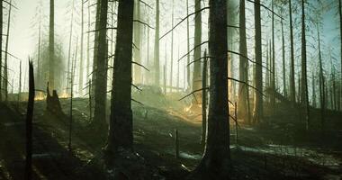 Forest aftermath shows burnt trees with glowing embers in hazy light video