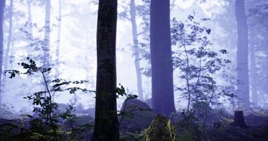 Misty forest landscape with tall trees and serene atmosphere in twilight video