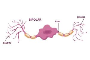 Neuron network and Type of Neurons An Informative Visual Guide for Everyone vector