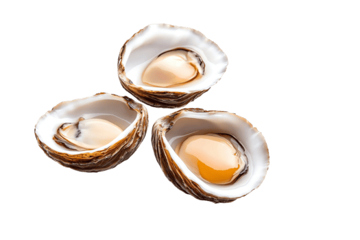avvicinamento di tre fresco, Aperto Ostriche con visibile succo e liscio conchiglie, evidenziazione loro naturale struttura e ricco colore, Perfetto per frutti di mare e culinario temi. png