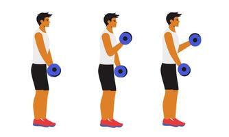 man performing dumbbell curls, a popular exercise targeting the biceps. The character grips a dumbbell in each hand, standing with feet shoulder-width apart vector