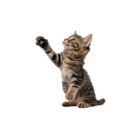 kitten playing with a ball on a transparent background png