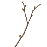 Tall dry branch with few remaining buds, showcasing nature resilience and beauty. This captures essence of growth and renewal in minimalist style png