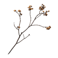 Dried branch with flowers, showcasing nature beauty and resilience. delicate structure and muted colors evoke sense of calm and tranquility in any setting png