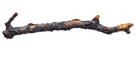 dry branch with ash like residue, evoking burnt or charred appearance, showcasing unique texture and color. This natural element can be used in various artistic or decorative contexts png