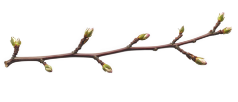 Dry branch with budding leaves showcasing nature resilience and beauty. delicate buds hint at arrival of spring, symbolizing renewal and growth png