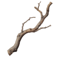 Curved dry branch with smooth bark and natural bends, showcasing intricate textures and organic shapes, perfect for natural decor or artistic projects png