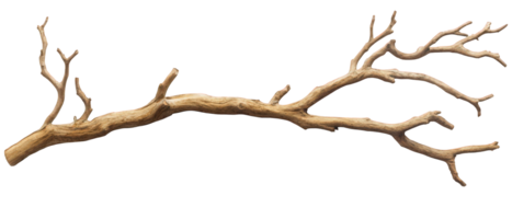 single dry tree branch with intricate twisting details, showcasing natural textures and shapes. This unique piece can enhance various artistic or decorative projects png