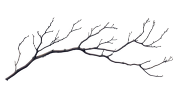 dark, dry branch with thin, spindly offshoots, resembling natural sculpture, showcases intricate details and textures. This unique piece of nature adds artistic touch to any setting png