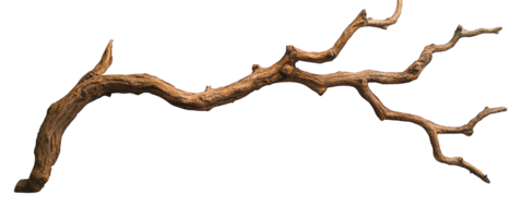 single dry tree branch with intricate twisting details, showcasing natural textures and shapes, perfect for artistic displays or nature inspired decor png